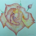 101/04/14玫瑰--色鉛筆