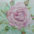2011/06/11玫瑰--色鉛筆