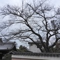 京都祇園八阪神社