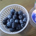台灣藍莓