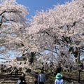 日本東北賞櫻