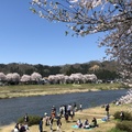 日本東北賞櫻