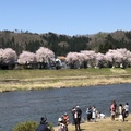 日本東北賞櫻