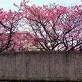 賞櫻----粉紅盛會 - 30