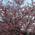 賞櫻----粉紅盛會 - 31