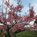 賞櫻----粉紅盛會 - 32