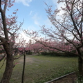賞櫻----粉紅盛會 - 33
