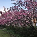 賞櫻----粉紅盛會 - 29