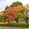 北海道楓紅 - 7