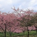 千櫻園--櫻花快要滿出來 - 27