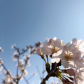 濟州島的櫻花