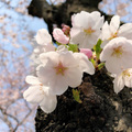 濟州島的櫻花