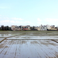 宜蘭的稻田，水之影