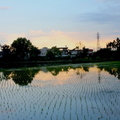 宜蘭的稻田，水之影