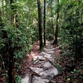 馬來西亞 － 砂勞越峇哥國家公園