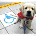 台灣導盲犬協會