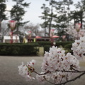 松江櫻花4/10滿開日