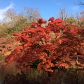 京都府立植物園