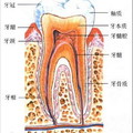 牙周組織圖