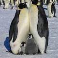 企鵝家庭