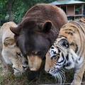 熊獅虎一家和諧相處〈世界大同〉