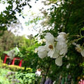 2017-05-07 植物園多花薔薇與荷花