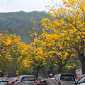 20200307 廍子公園黃花風鈴木