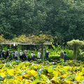 20220915 植物園綠繡眼與垂花水竹芋