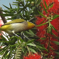 20200330 綠湖公園綠繡眼