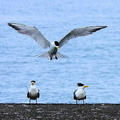 20240529 大溪漁港 鳳頭燕鷗