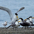 20240529 大溪漁港 鳳頭燕鷗