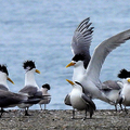 20240529 大溪漁港 鳳頭燕鷗