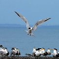 20240529 大溪漁港 鳳頭燕鷗