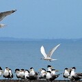 20240529 大溪漁港 鳳頭燕鷗