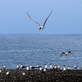 20240529 大溪漁港 鳳頭燕鷗