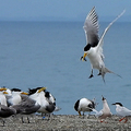 20240529 大溪漁港 鳳頭燕鷗