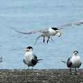 20240529 大溪漁港 鳳頭燕鷗