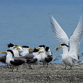 20240529 大溪漁港 鳳頭燕鷗