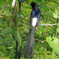 20200517 植物園黑枕藍鶲 白腰鵲鴝