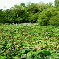 20200429 植物園紫綬帶綠繡眼水竹芋 