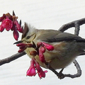 20220101 武陵農場的冬季鳥兒