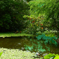20200429 植物園紫綬帶綠繡眼水竹芋 