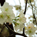 2015-03-05 楓樹湖木蘭花