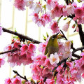 2017-03-11 櫻花與綠繡眼