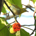 20200826  綠湖公園綠繡眼與構樹