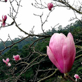 2015-03-05 楓樹湖木蘭花