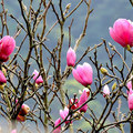 2017-03-05 楓樹湖木蘭花