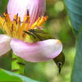 20200530 植物園 綠繡眼與紫夢幻蕉