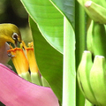 20200530 植物園 綠繡眼與紫夢幻蕉