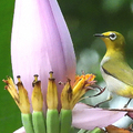 20200530 植物園 綠繡眼與紫夢幻蕉